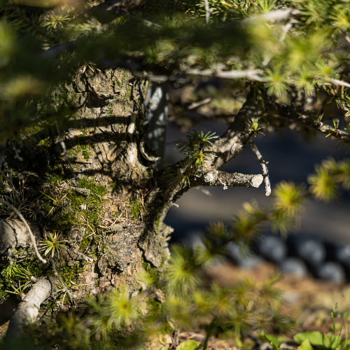 Лиственница японская купить во Владимире
