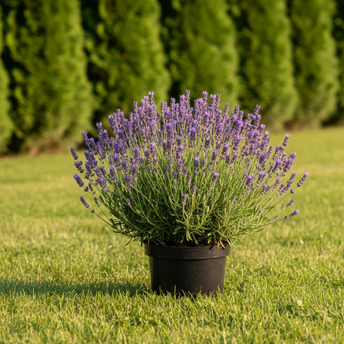 Лаванда в ассортименте купить в Кирове