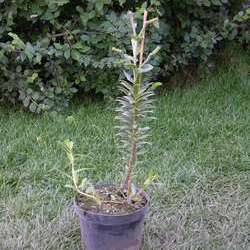 Лилия тигровая Ред Велвет купить в Нижнем Новгороде