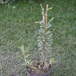 Лилия тигровая Ред Велвет купить в Нижнем Новгороде