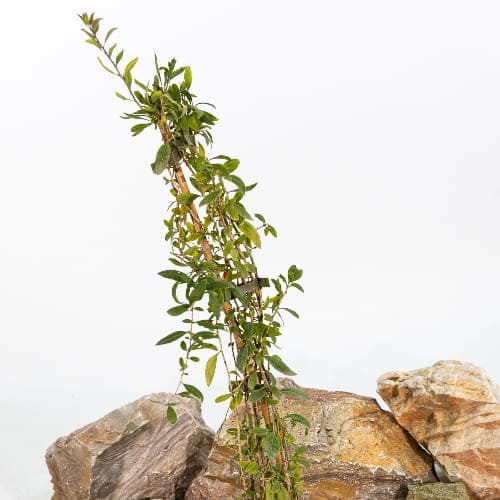 Годжи Ягоды No1 купить в Нижнем Новгороде