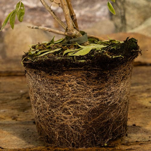 Годжи Ягоды No1 купить в Нижнем Новгороде