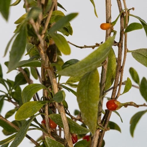 Годжи Ягоды No1 купить в Нижнем Новгороде