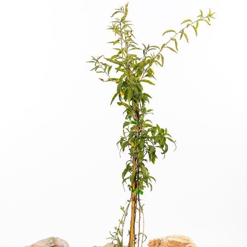 Годжи Ягоды Амбер Свит купить в Нижнем Новгороде