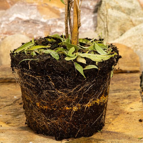 Годжи Ягоды Амбер Свит купить в Нижнем Новгороде