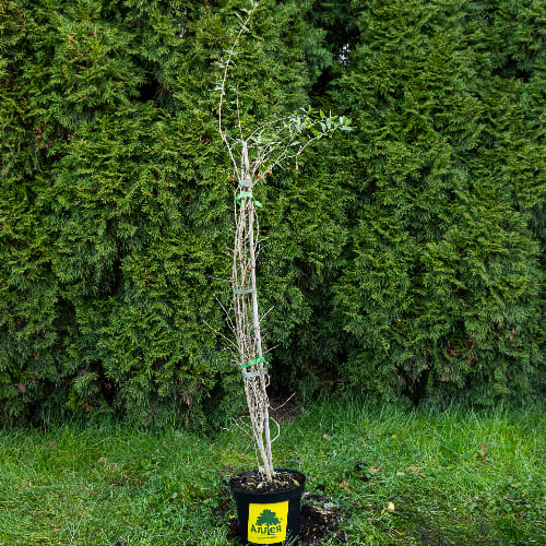 Годжи Ягоды Нью Биг купить во Владимире