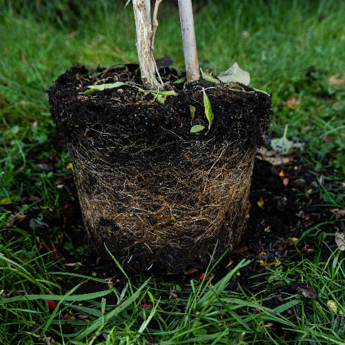 Годжи Ягоды Нью Биг купить во Владимире