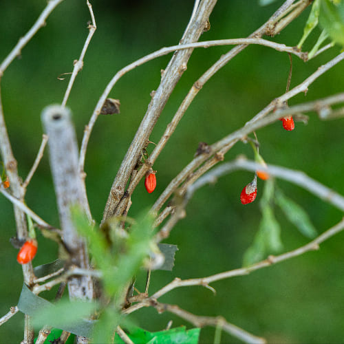 Годжи Ягоды Нью Биг купить во Владимире