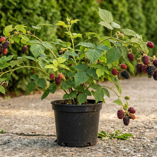 Малина Бойсенберри черноплодная купить во Владимире