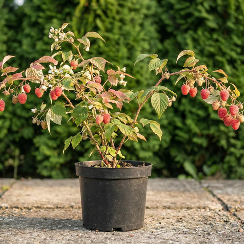 Малина Брусвяна ремонтантная малиновое дерево купить во Владимире
