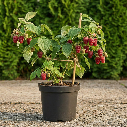 Малина Глен Каррон купить во Владимире