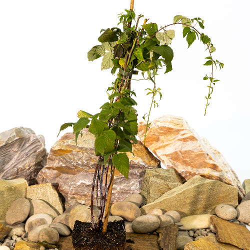 Малина Кумберленд черноплодная купить во Владимире