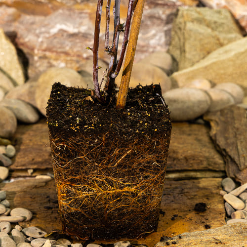 Малина Кумберленд черноплодная купить во Владимире