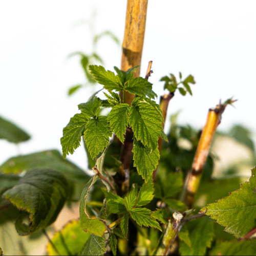 Малина Кумберленд черноплодная купить во Владимире