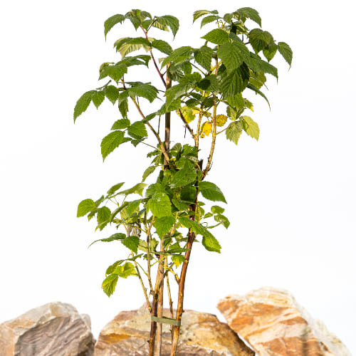 Малина Малиново-поляничный гибрид купить во Владимире