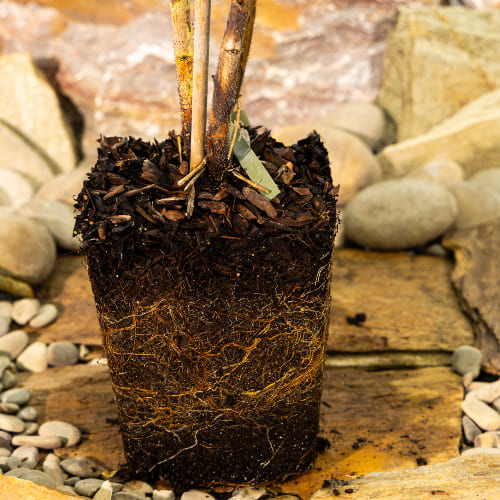 Малина Малиново-поляничный гибрид купить во Владимире