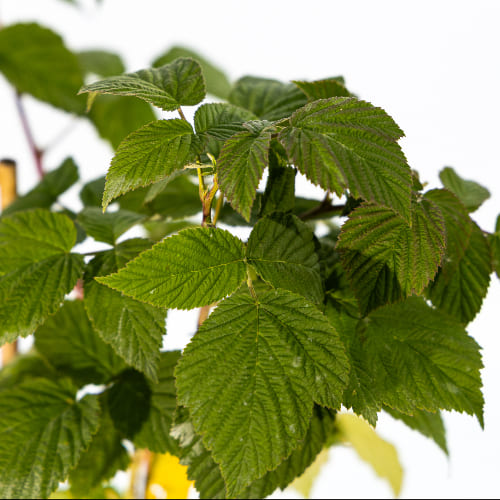 Малина Малиново-поляничный гибрид купить во Владимире