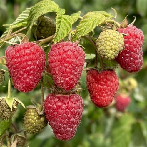 Малина Мапема (ремонтантная) купить в Уфе
