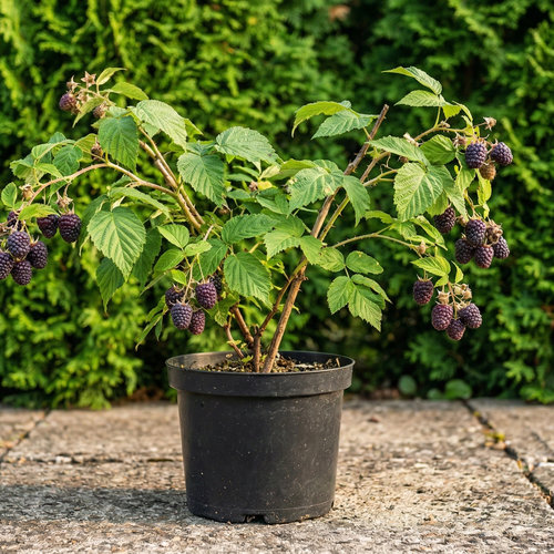 Малина Вайолет ремонтантная купить во Владимире