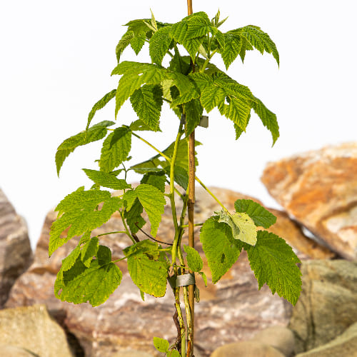 Малина Золотая осень ремонтантная купить во Владимире