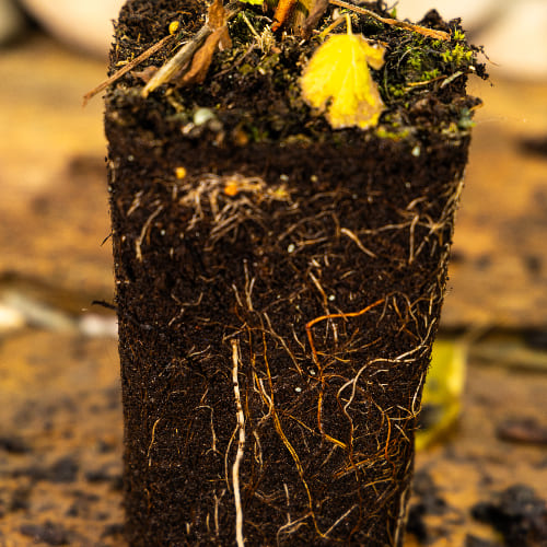 Малина Золотая осень ремонтантная купить во Владимире