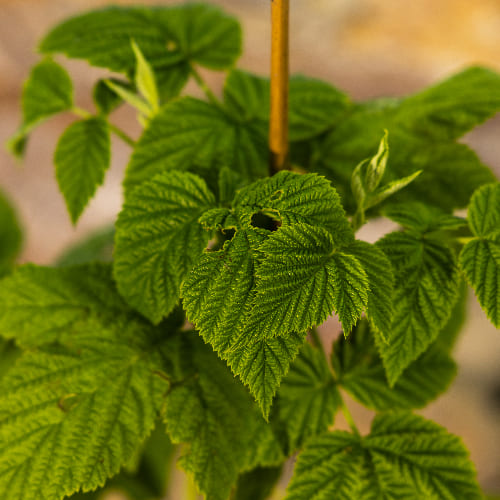 Малина Золотая осень ремонтантная купить во Владимире