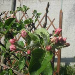 Яблоня декоративная Ротер Боскооп купить во Владимире