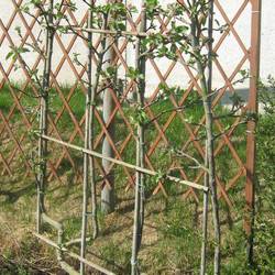 Яблоня декоративная Ротер Боскооп купить во Владимире