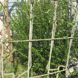 Яблоня декоративная Ротер Боскооп купить во Владимире