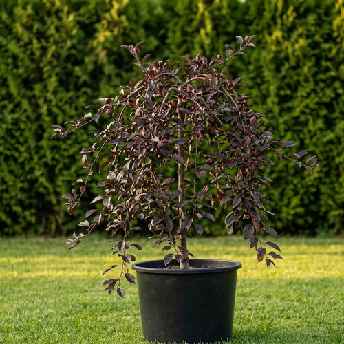 Яблоня декоративная Роял Бьюти купить в Ульяновске