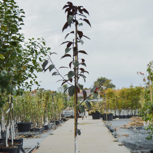 Яблоня декоративная Роялти купить во Владимире