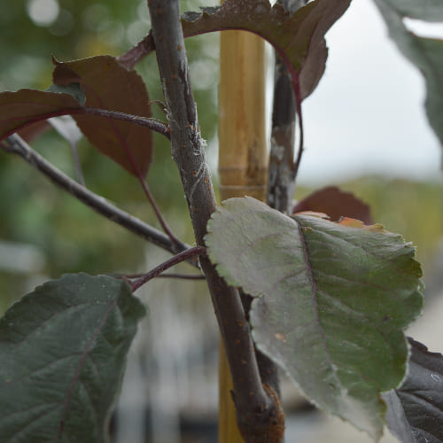 Яблоня декоративная Роялти купить во Владимире