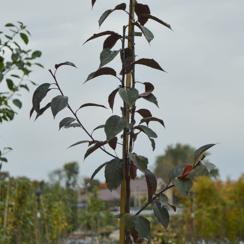 Яблоня декоративная Роялти купить во Владимире