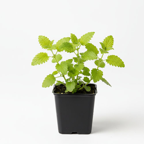 Мелисса лекарственная в ассортименте купить в Кирове