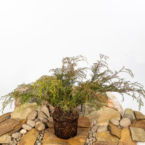 Микробиота  купить во Владимире