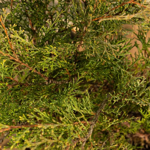 Микробиота  купить во Владимире