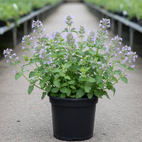 Котовник Фассена купить во Владимире