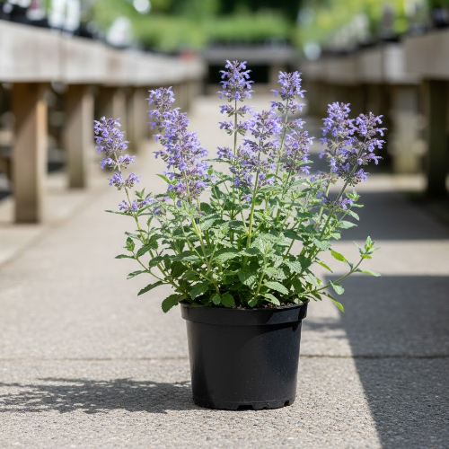 Котовник Фассена купить во Владимире