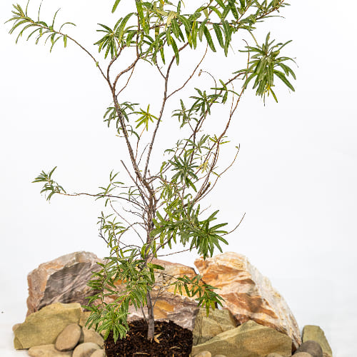 Облепиха Ажурная (женская) купить во Владимире