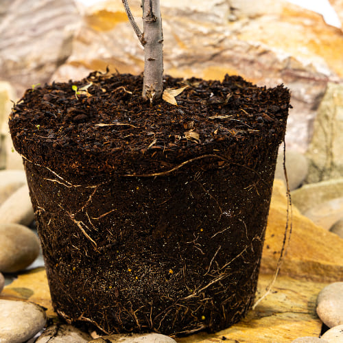 Облепиха Ажурная (женская) купить во Владимире