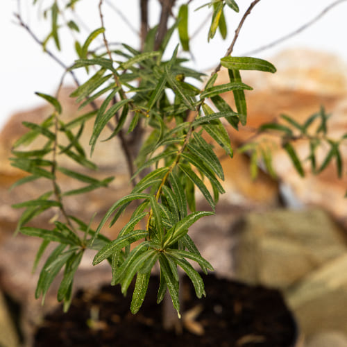 Облепиха Ажурная (женская) купить во Владимире