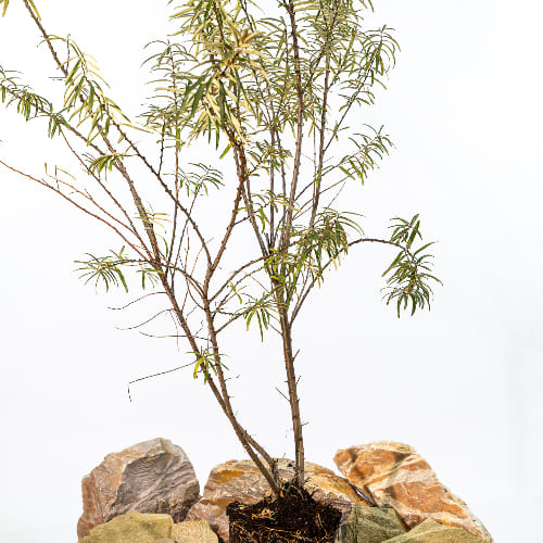 Облепиха Любимая купить во Владимире