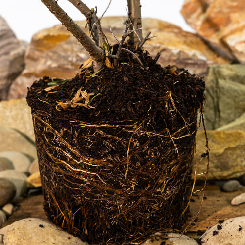 Облепиха Любимая купить во Владимире