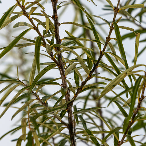 Облепиха Любимая купить во Владимире