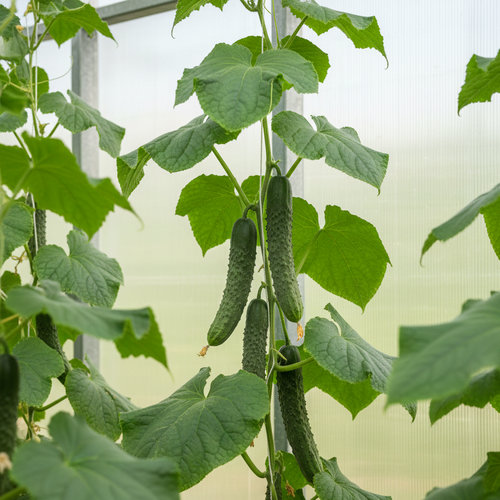 Огурец Аллигатор купить во Владимире