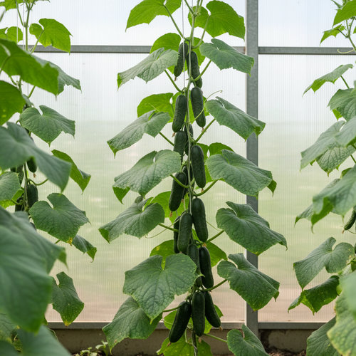 Огурец Атаман купить во Владимире