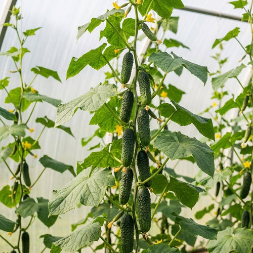 Огурец Доломит F1 купить в Кирове