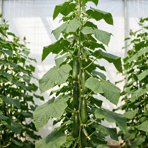 Огурец Емеля F1 купить в Кирове