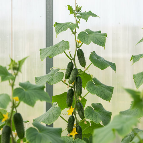 Огурец Изумрудные сережки F1 купить в Кирове