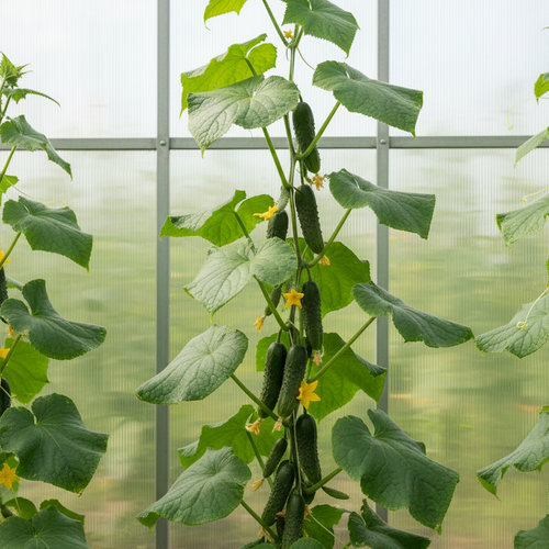 Огурец Клавдия купить в Кирове